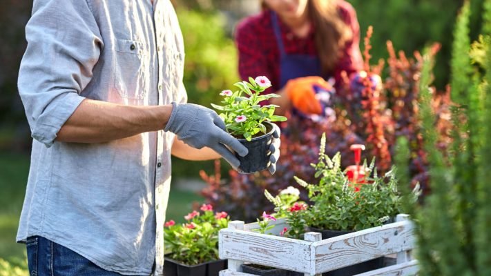 Cuidar tu Jardín en Primavera